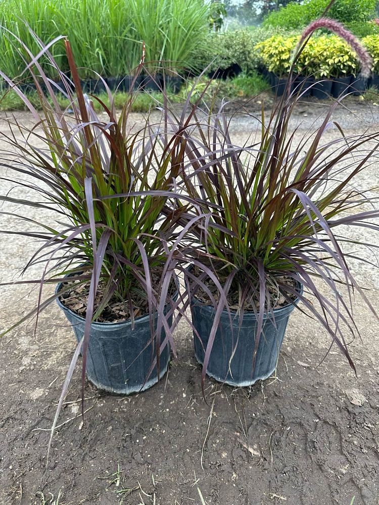 pennisetum-setaceum-rubrum-purple-fountain-grass-red-fountain-grass-pennisetum-advena-rubrum-pennisetum-setaceum-cupreum