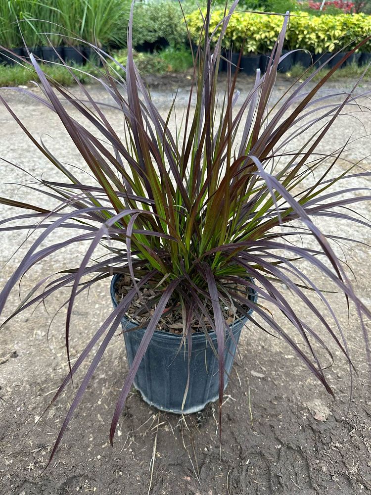 pennisetum-setaceum-rubrum-purple-fountain-grass-red-fountain-grass-pennisetum-advena-rubrum-pennisetum-setaceum-cupreum