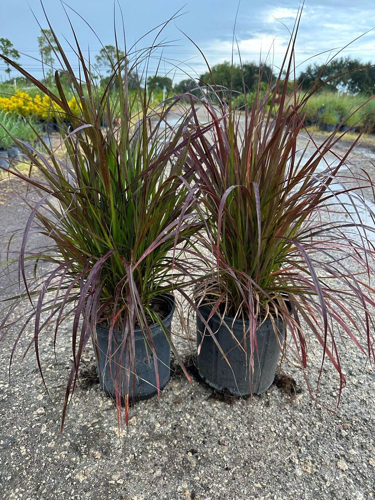 pennisetum-setaceum-rubrum-purple-fountain-grass-red-fountain-grass-pennisetum-advena-rubrum-pennisetum-setaceum-cupreum