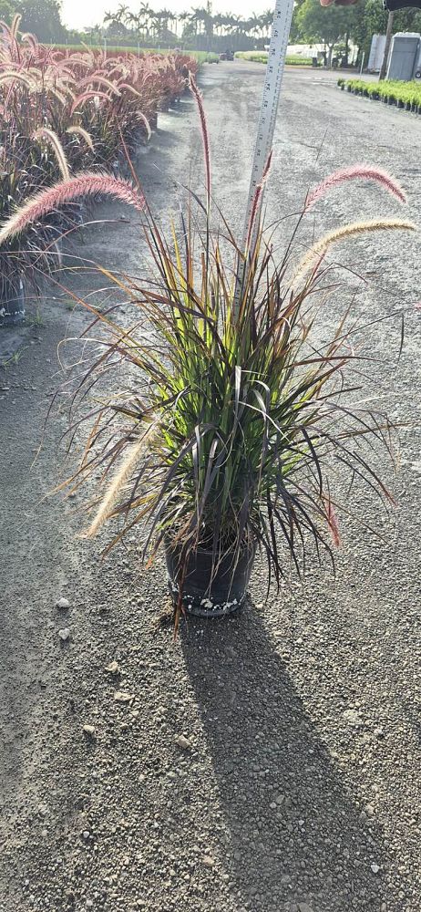 pennisetum-setaceum-rubrum-purple-fountain-grass-red-fountain-grass-pennisetum-advena-rubrum-pennisetum-setaceum-cupreum
