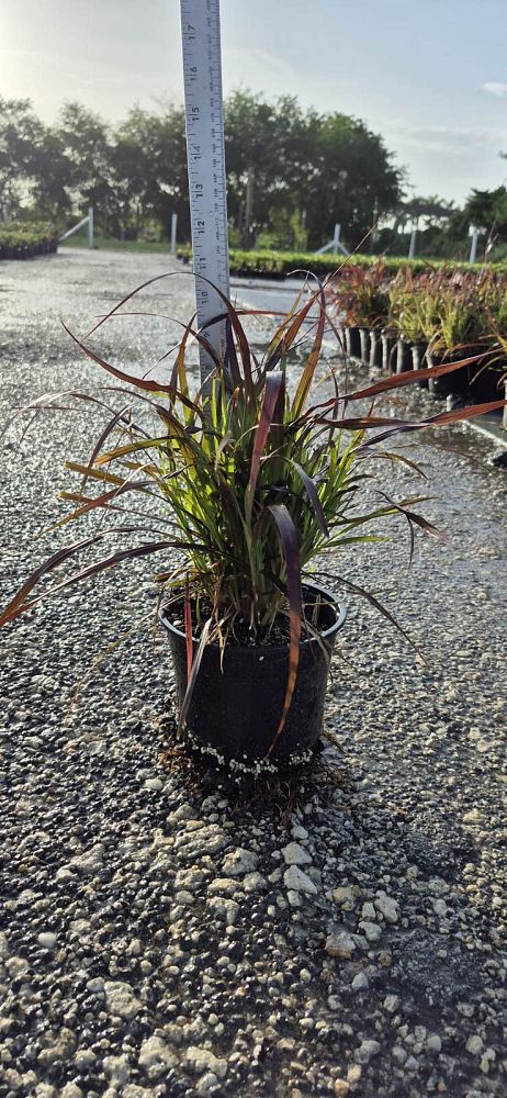 pennisetum-setaceum-rubrum-purple-fountain-grass-red-fountain-grass-pennisetum-advena-rubrum-pennisetum-setaceum-cupreum