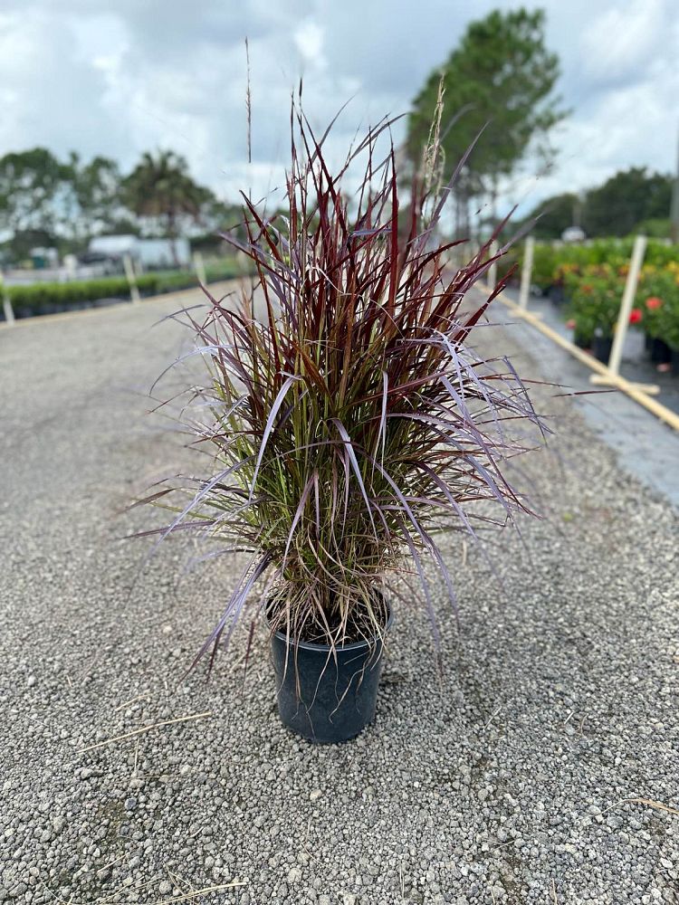 pennisetum-setaceum-rubrum-purple-fountain-grass-red-fountain-grass-pennisetum-advena-rubrum-pennisetum-setaceum-cupreum