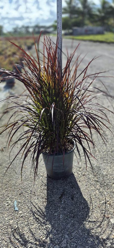 pennisetum-setaceum-rubrum-purple-fountain-grass-red-fountain-grass-pennisetum-advena-rubrum-pennisetum-setaceum-cupreum