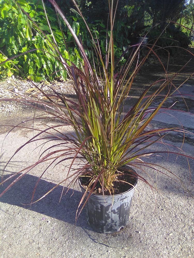 pennisetum-setaceum-rubrum-purple-fountain-grass-red-fountain-grass-pennisetum-advena-rubrum-pennisetum-setaceum-cupreum