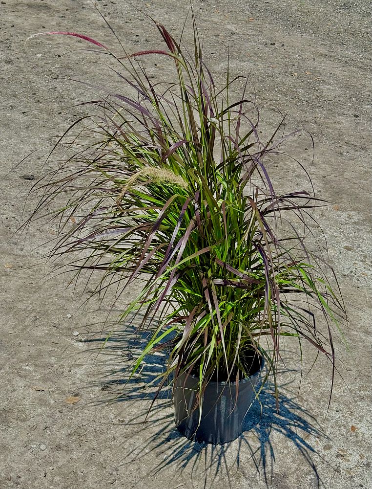 pennisetum-setaceum-rubrum-purple-fountain-grass-red-fountain-grass-pennisetum-advena-rubrum-pennisetum-setaceum-cupreum