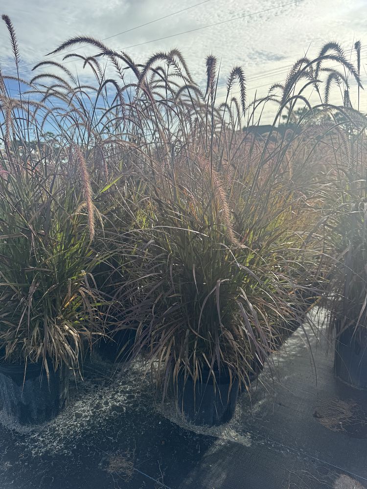 pennisetum-setaceum-rubrum-purple-fountain-grass-red-fountain-grass-pennisetum-advena-rubrum-pennisetum-setaceum-cupreum
