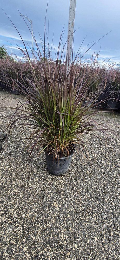 pennisetum-setaceum-rubrum-purple-fountain-grass-red-fountain-grass-pennisetum-advena-rubrum-pennisetum-setaceum-cupreum