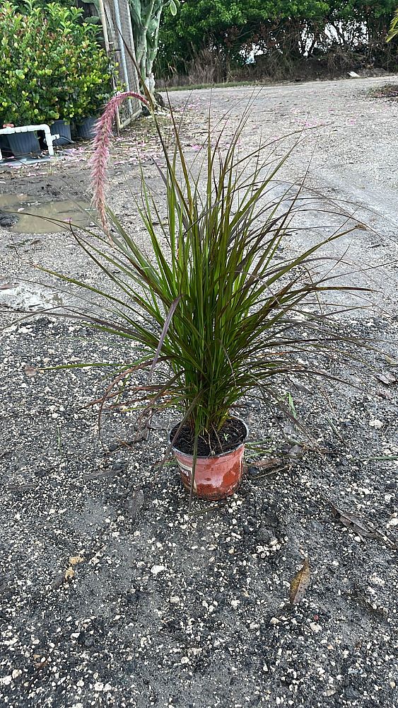 pennisetum-setaceum-rubrum-purple-fountain-grass-red-fountain-grass-pennisetum-advena-rubrum-pennisetum-setaceum-cupreum