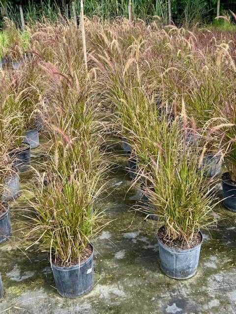 pennisetum-setaceum-rubrum-purple-fountain-grass-red-fountain-grass-pennisetum-advena-rubrum-pennisetum-setaceum-cupreum