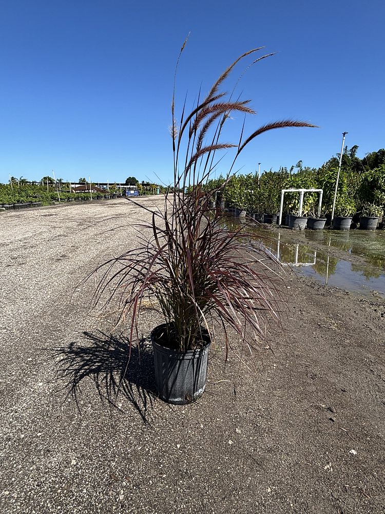 pennisetum-setaceum-rubrum-purple-fountain-grass-red-fountain-grass-pennisetum-advena-rubrum-pennisetum-setaceum-cupreum
