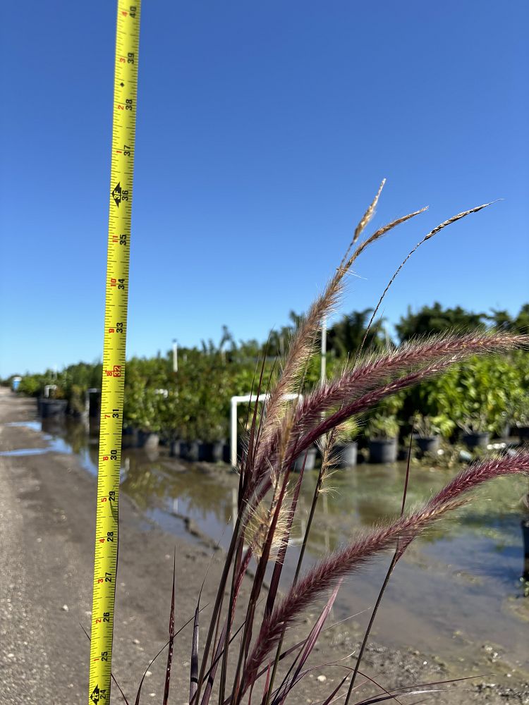 pennisetum-setaceum-rubrum-purple-fountain-grass-red-fountain-grass-pennisetum-advena-rubrum-pennisetum-setaceum-cupreum