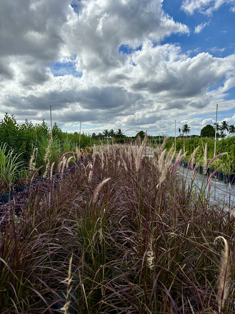 pennisetum-setaceum-rubrum-purple-fountain-grass-red-fountain-grass-pennisetum-advena-rubrum-pennisetum-setaceum-cupreum