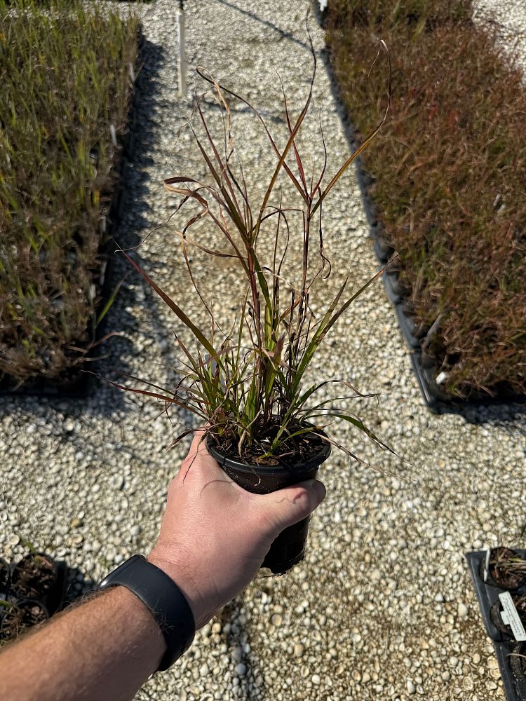 pennisetum-setaceum-rubrum-purple-fountain-grass-red-fountain-grass-pennisetum-advena-rubrum-pennisetum-setaceum-cupreum