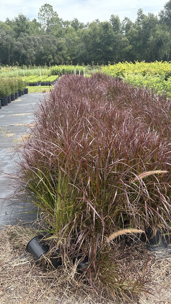 pennisetum-setaceum-rubrum-purple-fountain-grass-red-fountain-grass-pennisetum-advena-rubrum-pennisetum-setaceum-cupreum