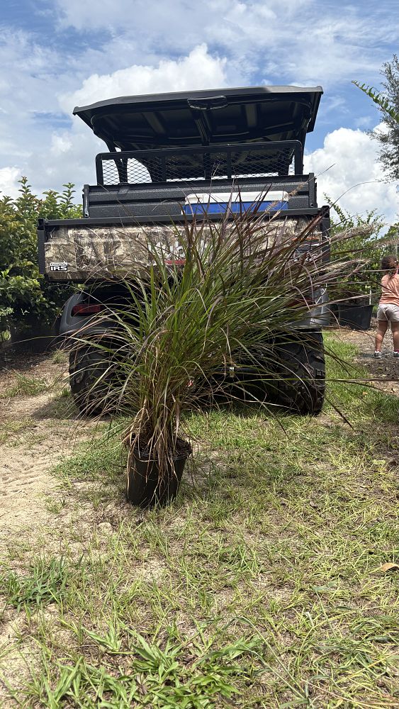 pennisetum-setaceum-rubrum-purple-fountain-grass-red-fountain-grass-pennisetum-advena-rubrum-pennisetum-setaceum-cupreum