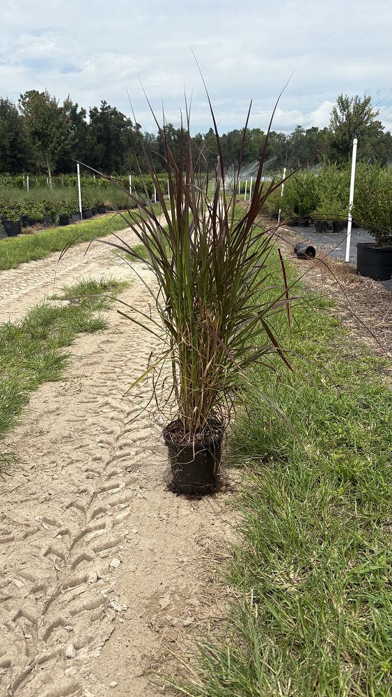 pennisetum-setaceum-rubrum-purple-fountain-grass-red-fountain-grass-pennisetum-advena-rubrum-pennisetum-setaceum-cupreum
