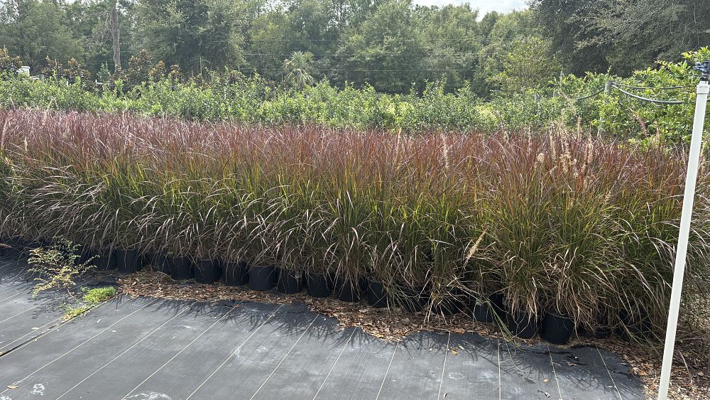 pennisetum-setaceum-rubrum-purple-fountain-grass-red-fountain-grass-pennisetum-advena-rubrum-pennisetum-setaceum-cupreum