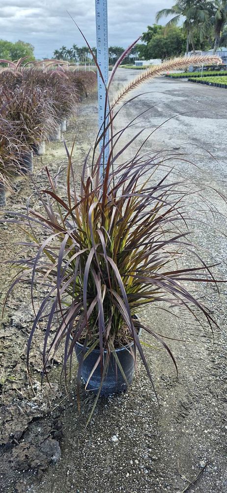pennisetum-setaceum-rubrum-purple-fountain-grass-red-fountain-grass-pennisetum-advena-rubrum-pennisetum-setaceum-cupreum