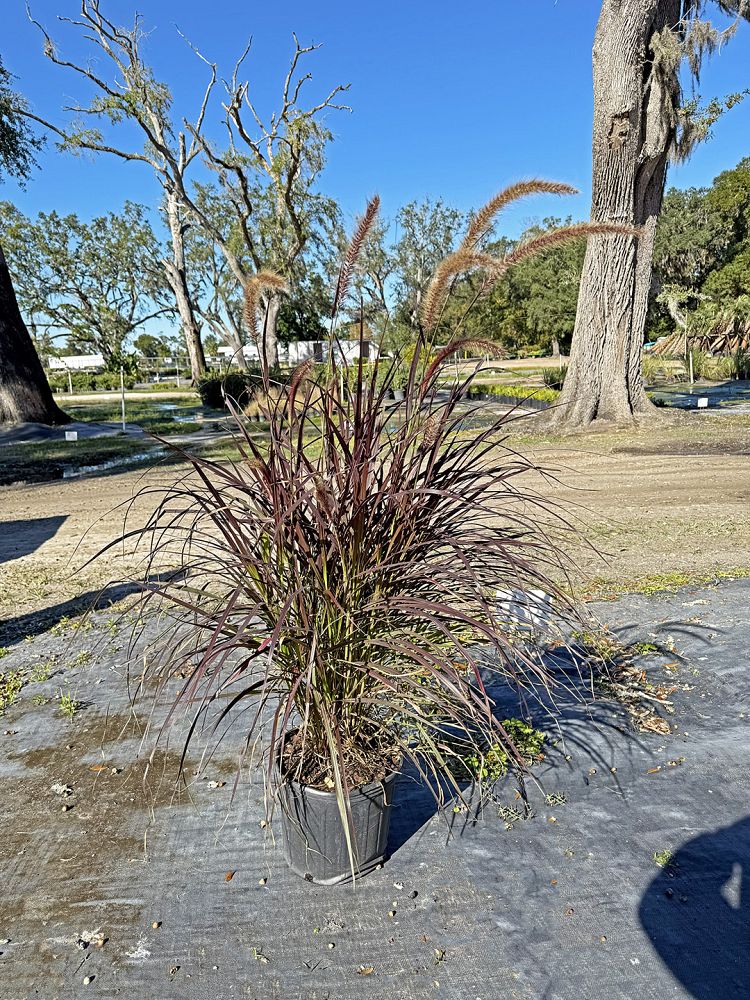 pennisetum-setaceum-rubrum-purple-fountain-grass-red-fountain-grass-pennisetum-advena-rubrum-pennisetum-setaceum-cupreum