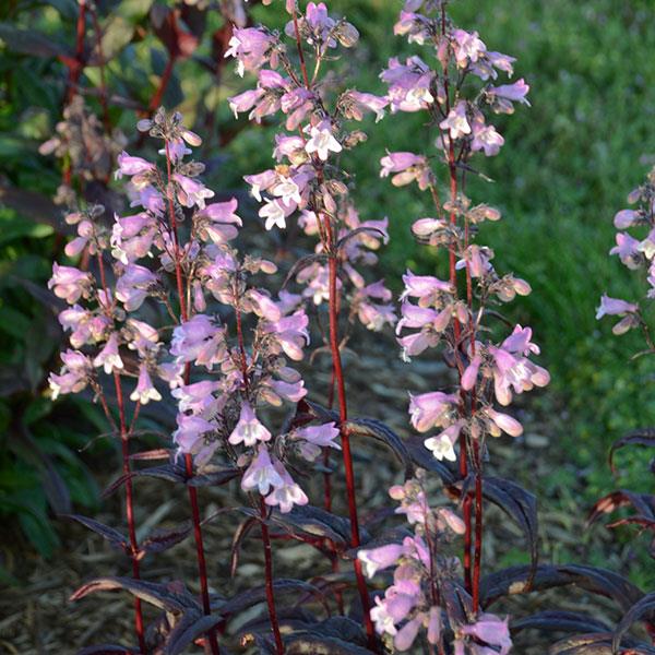 penstemon-digitalis-blackbeard-foxglove-beardtongue