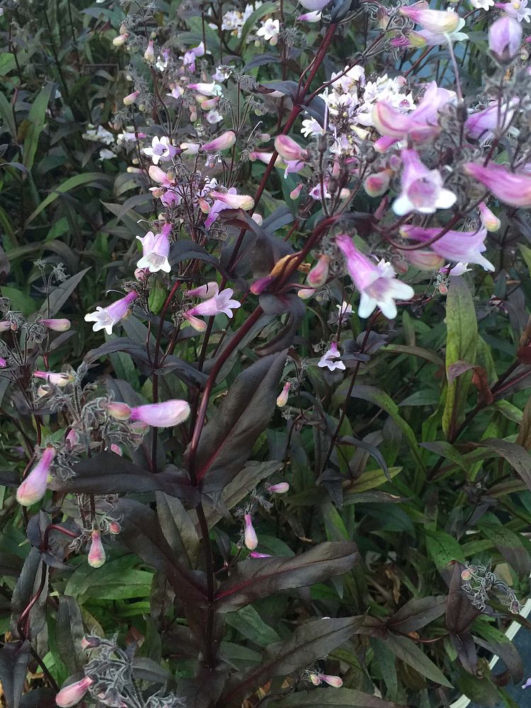 penstemon-digitalis-dark-towers-foxglove-beardtongue