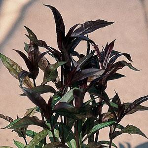 penstemon-digitalis-husker-red-foxglove-beardtongue