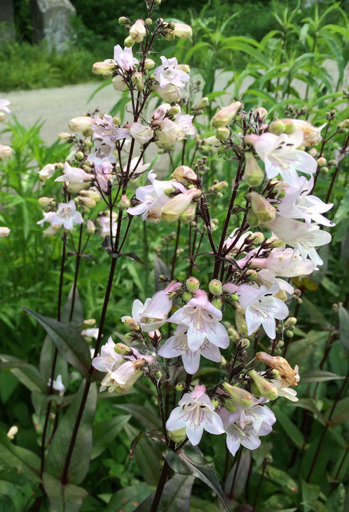 penstemon-digitalis-white-penstemon-foxglove-beardtongue