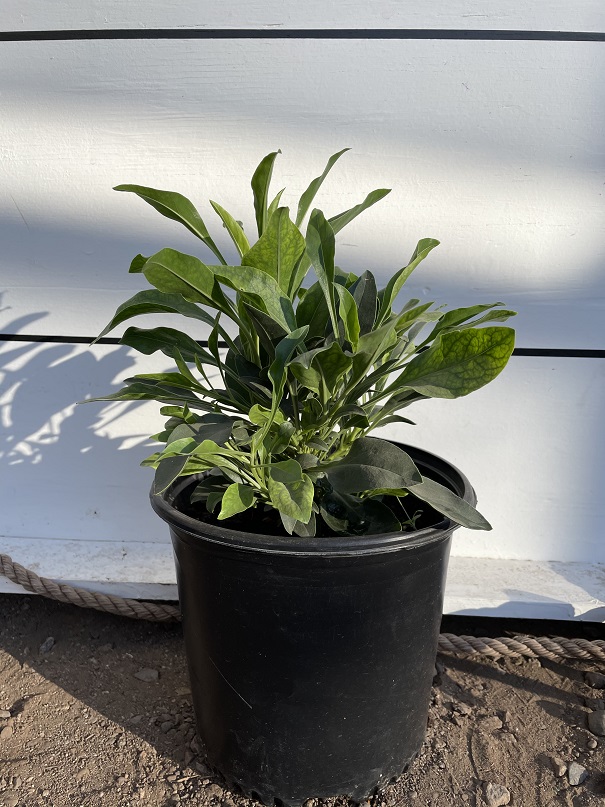penstemon-eatonii-firecracker-penstemon