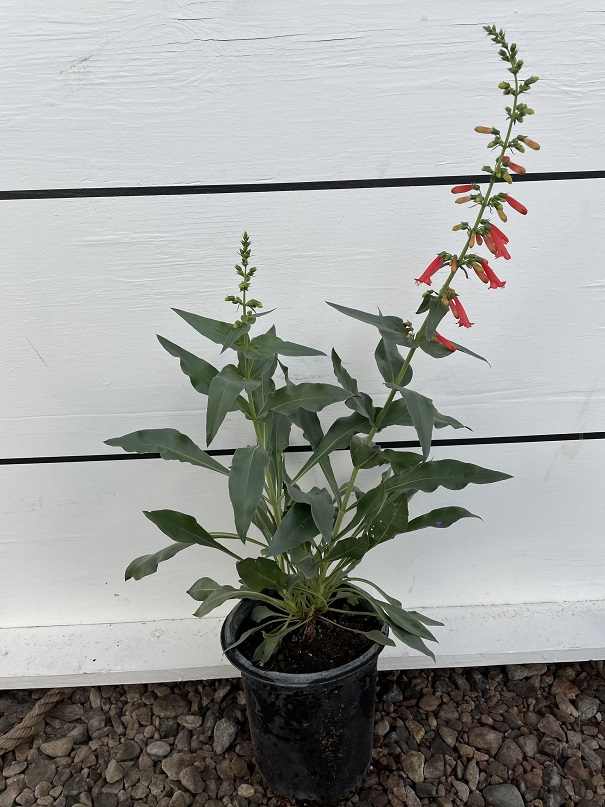penstemon-eatonii-firecracker-penstemon