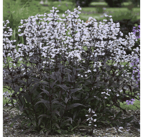 penstemon-onyx-and-pearls-beard-tongue