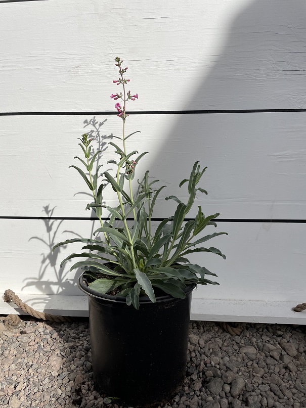 penstemon-parryi-parry-s-penstemon-parry-s-beardtongue