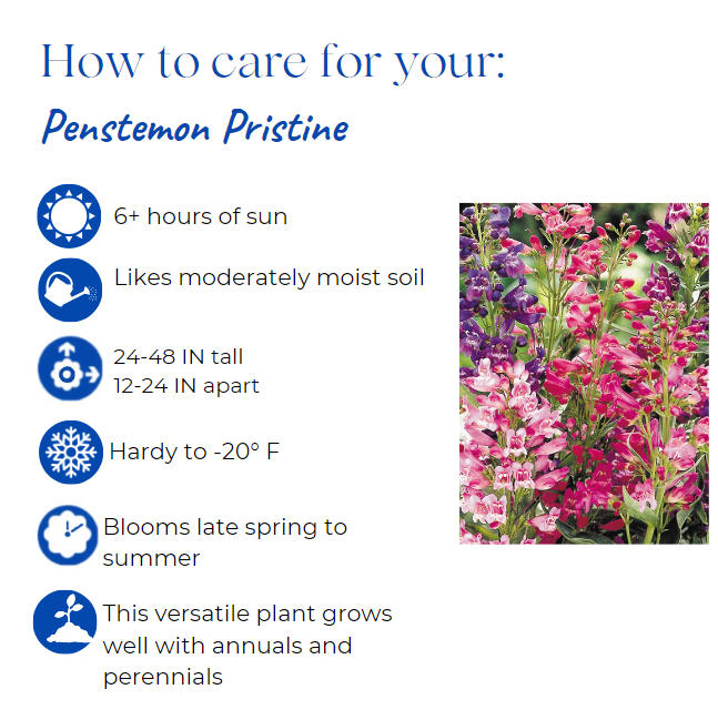 penstemon