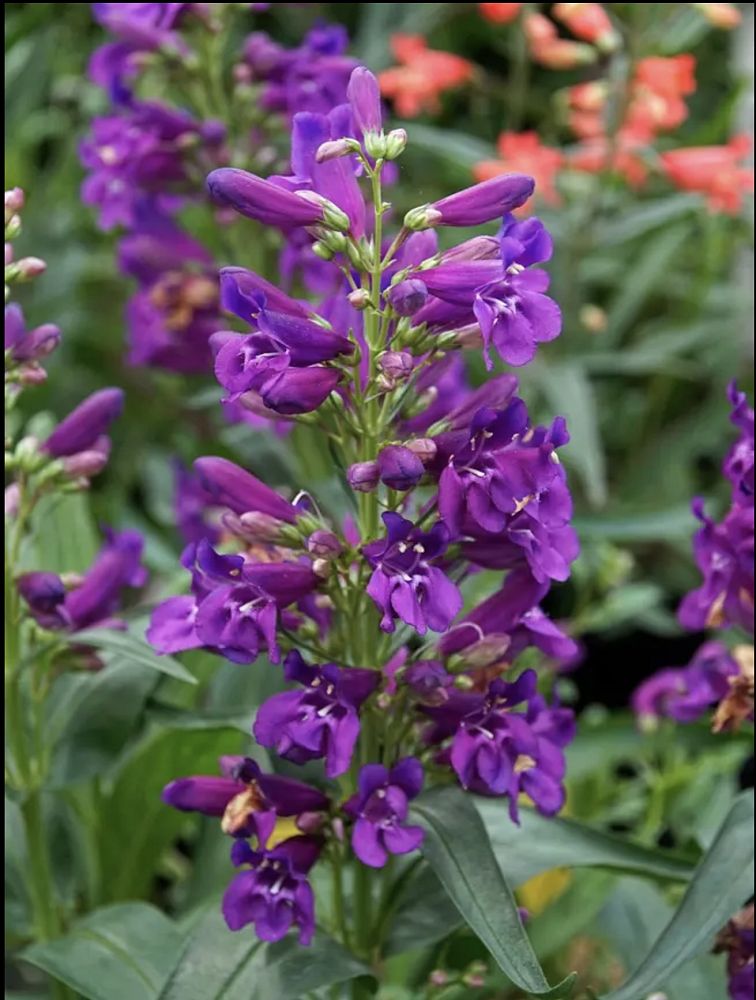 penstemon