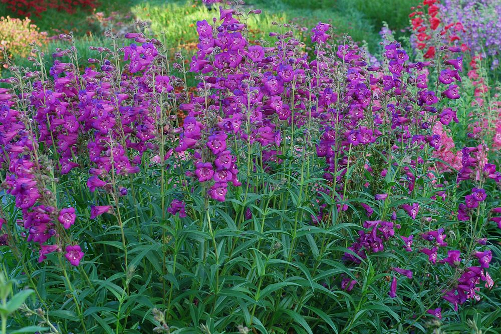 penstemon