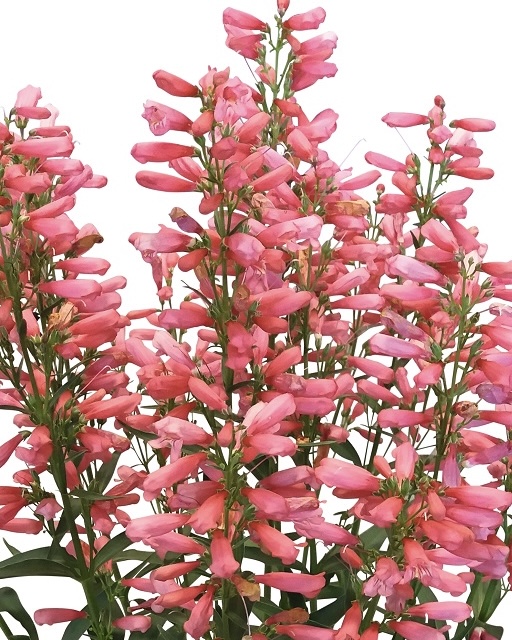 penstemon