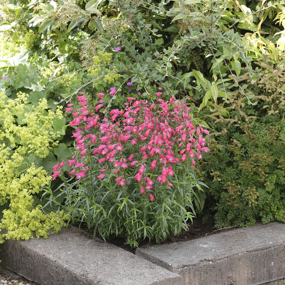 penstemon