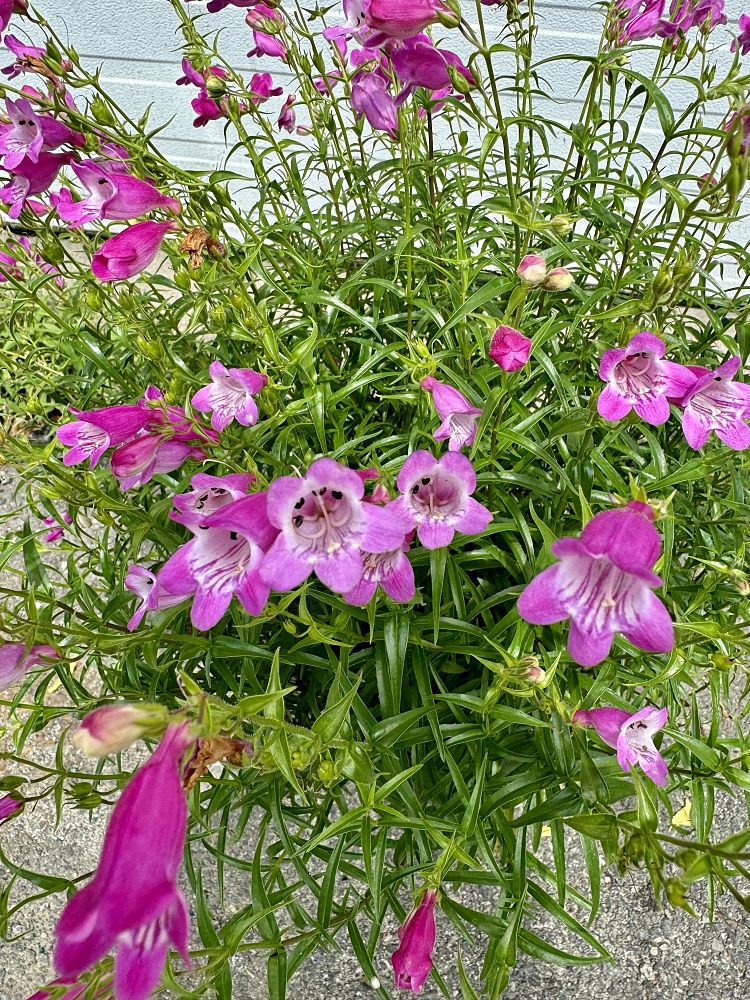 penstemon-x-mexicali-red-rocks-beard-tongue-penstemon-beardtongue