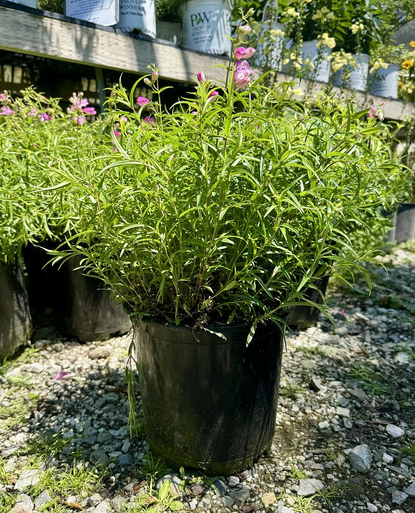 penstemon-x-mexicali-red-rocks-beard-tongue-penstemon-beardtongue
