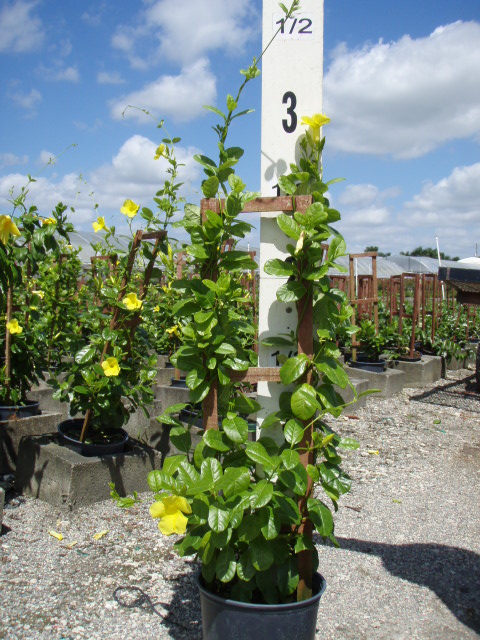pentalinon-luteum-wild-allamanda-yellow-mandevilla-yellow-dipladenia