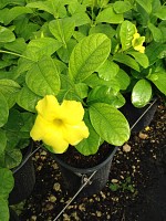 pentalinon-luteum-wild-allamanda-yellow-mandevilla-yellow-dipladenia