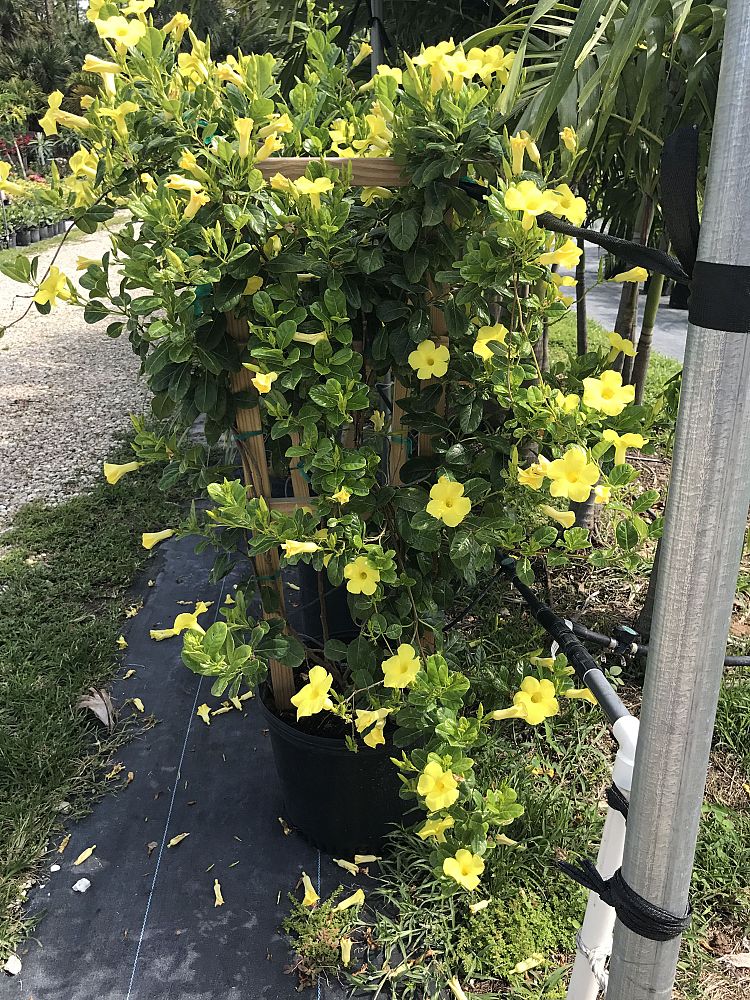 pentalinon-luteum-wild-allamanda-yellow-mandevilla-yellow-dipladenia