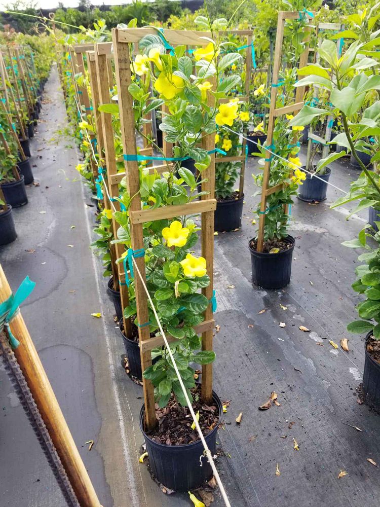 pentalinon-luteum-wild-allamanda-yellow-mandevilla-yellow-dipladenia