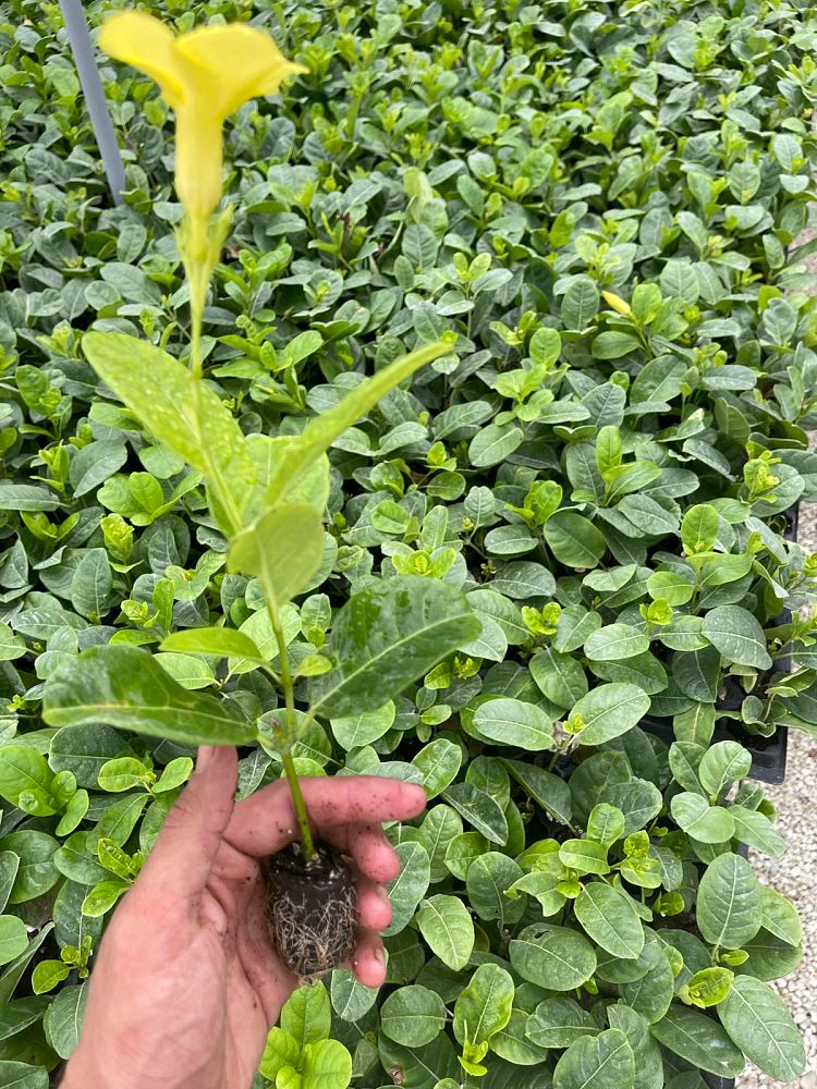 pentalinon-luteum-wild-allamanda-yellow-mandevilla-yellow-dipladenia