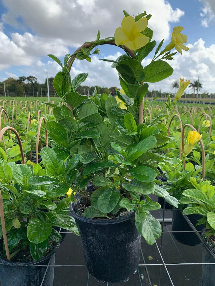pentalinon-luteum-wild-allamanda-yellow-mandevilla-yellow-dipladenia