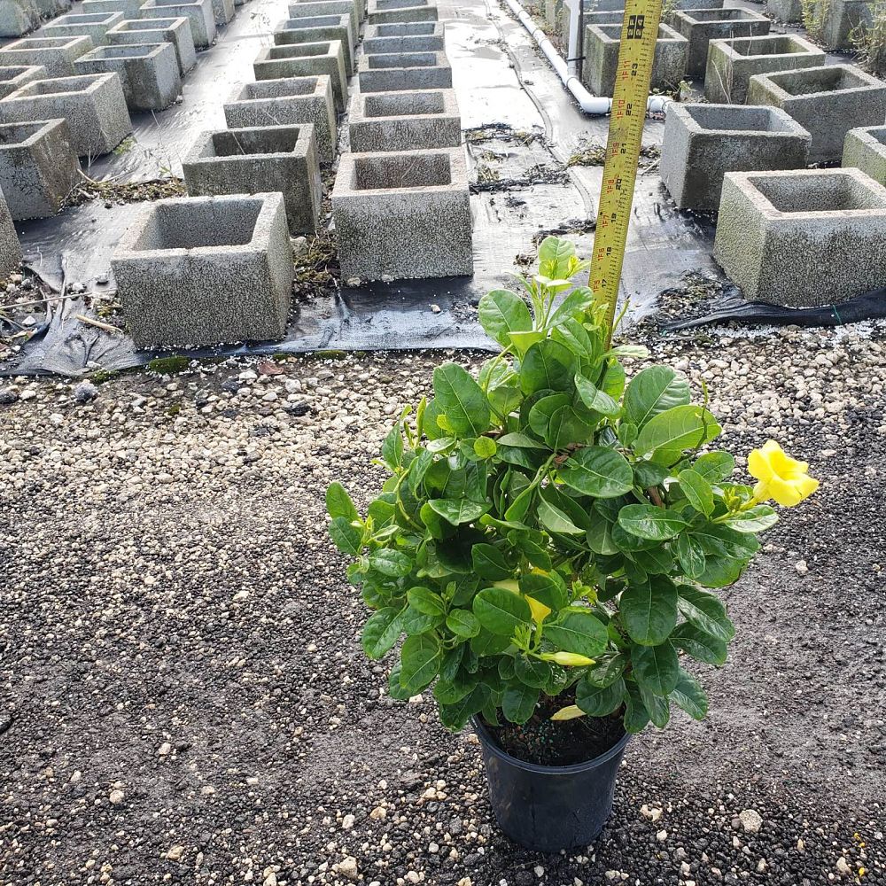 pentalinon-luteum-wild-allamanda-yellow-mandevilla-yellow-dipladenia