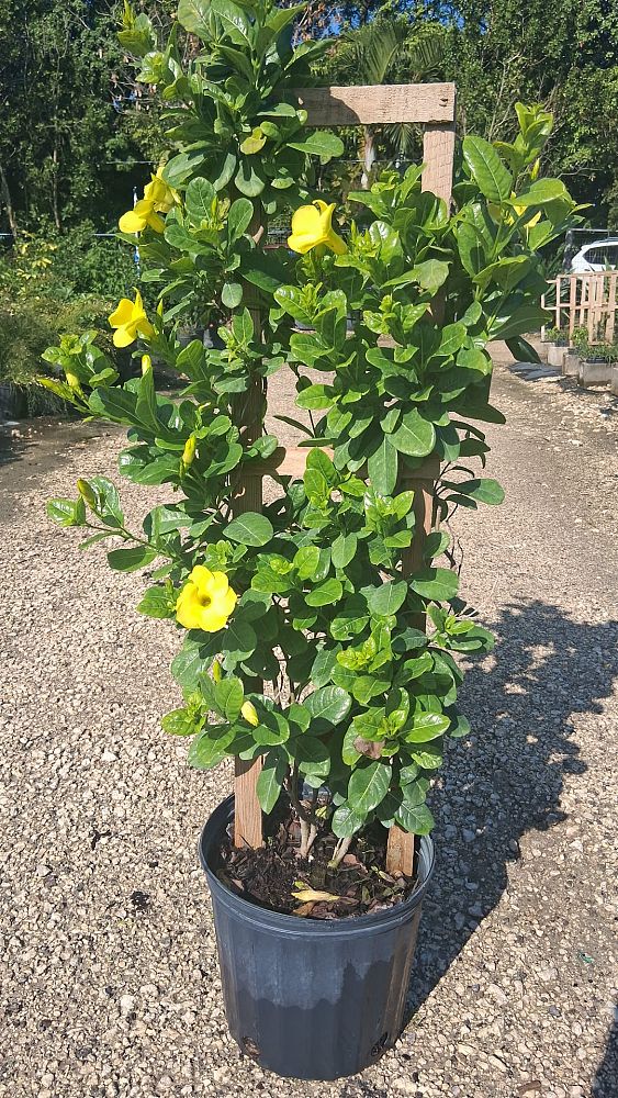 pentalinon-luteum-wild-allamanda-yellow-mandevilla-yellow-dipladenia