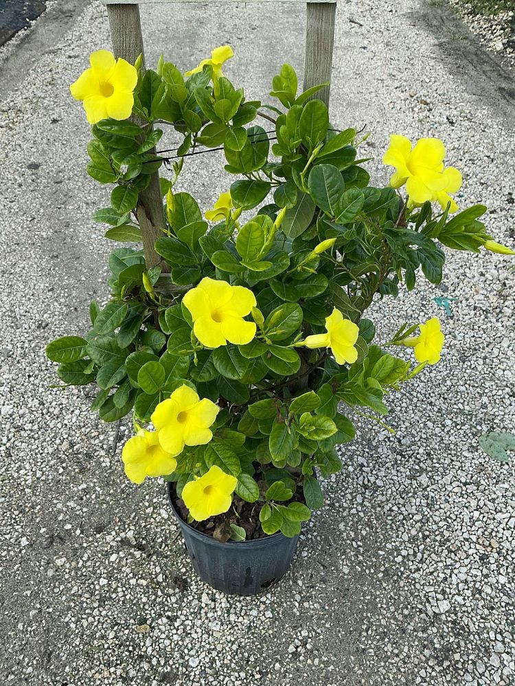 pentalinon-luteum-wild-allamanda-yellow-mandevilla-yellow-dipladenia