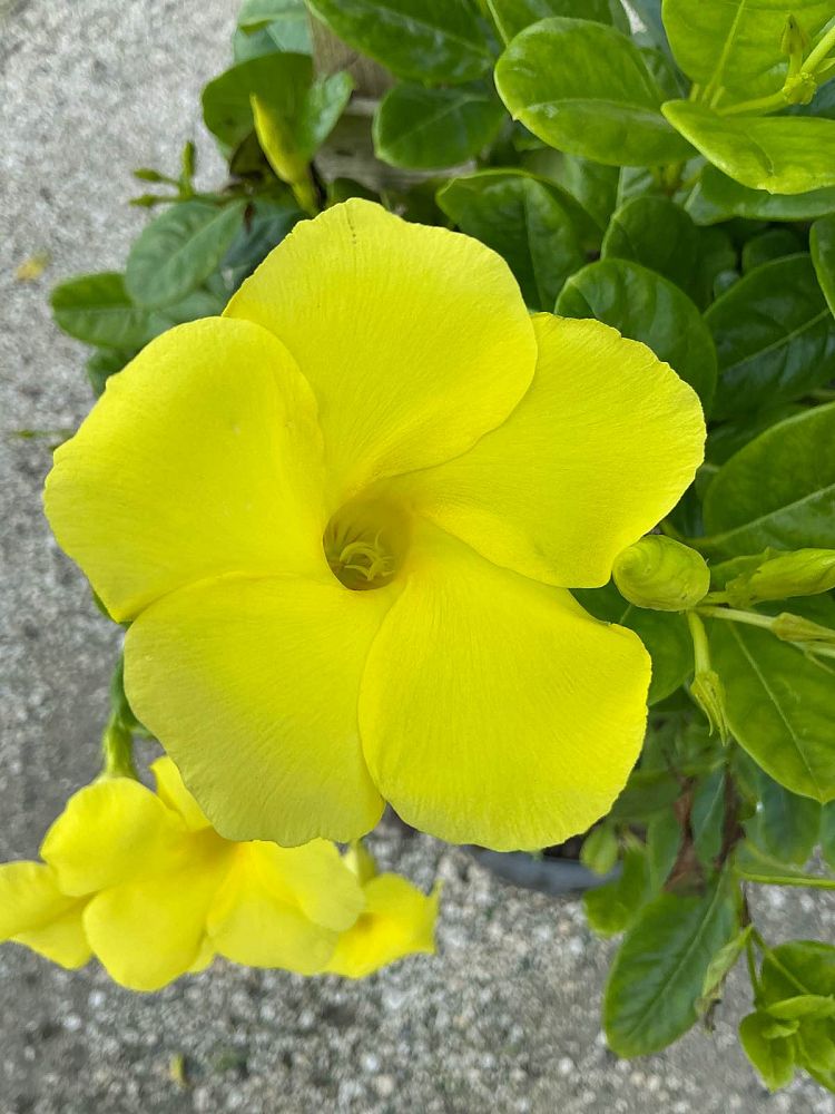 pentalinon-luteum-wild-allamanda-yellow-mandevilla-yellow-dipladenia