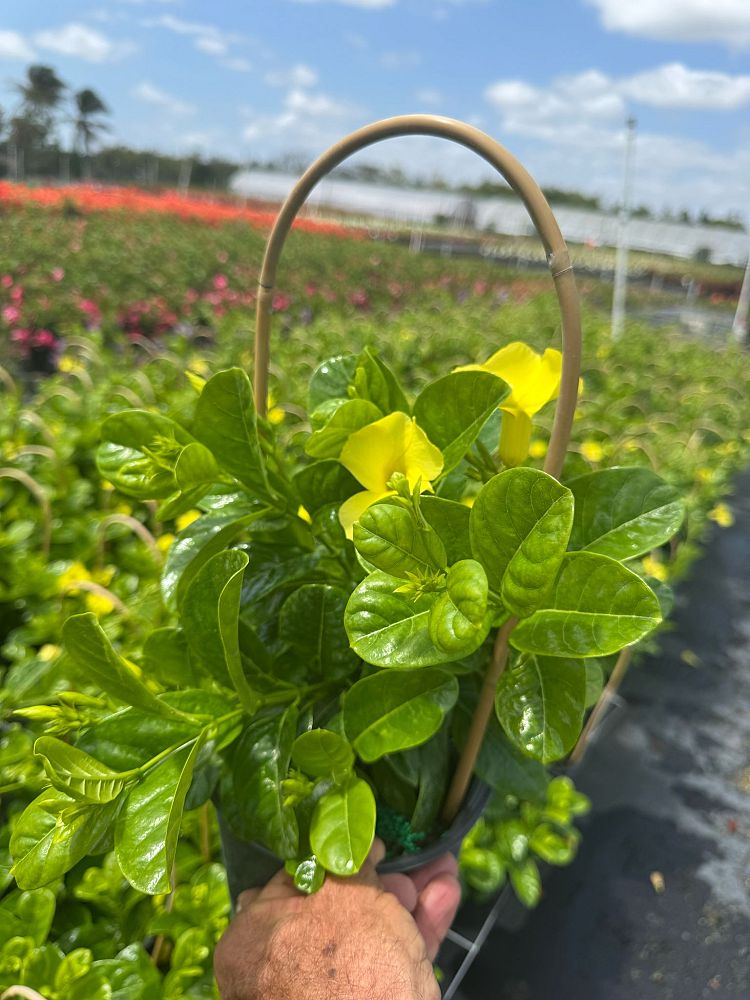 pentalinon-luteum-wild-allamanda-yellow-mandevilla-yellow-dipladenia