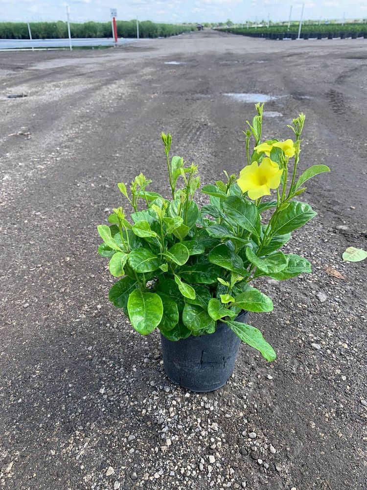 pentalinon-luteum-wild-allamanda-yellow-mandevilla-yellow-dipladenia